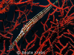 Trumpet fish taken at Walkatobi with Canon S70 and Inon s... by Beate Krebs 